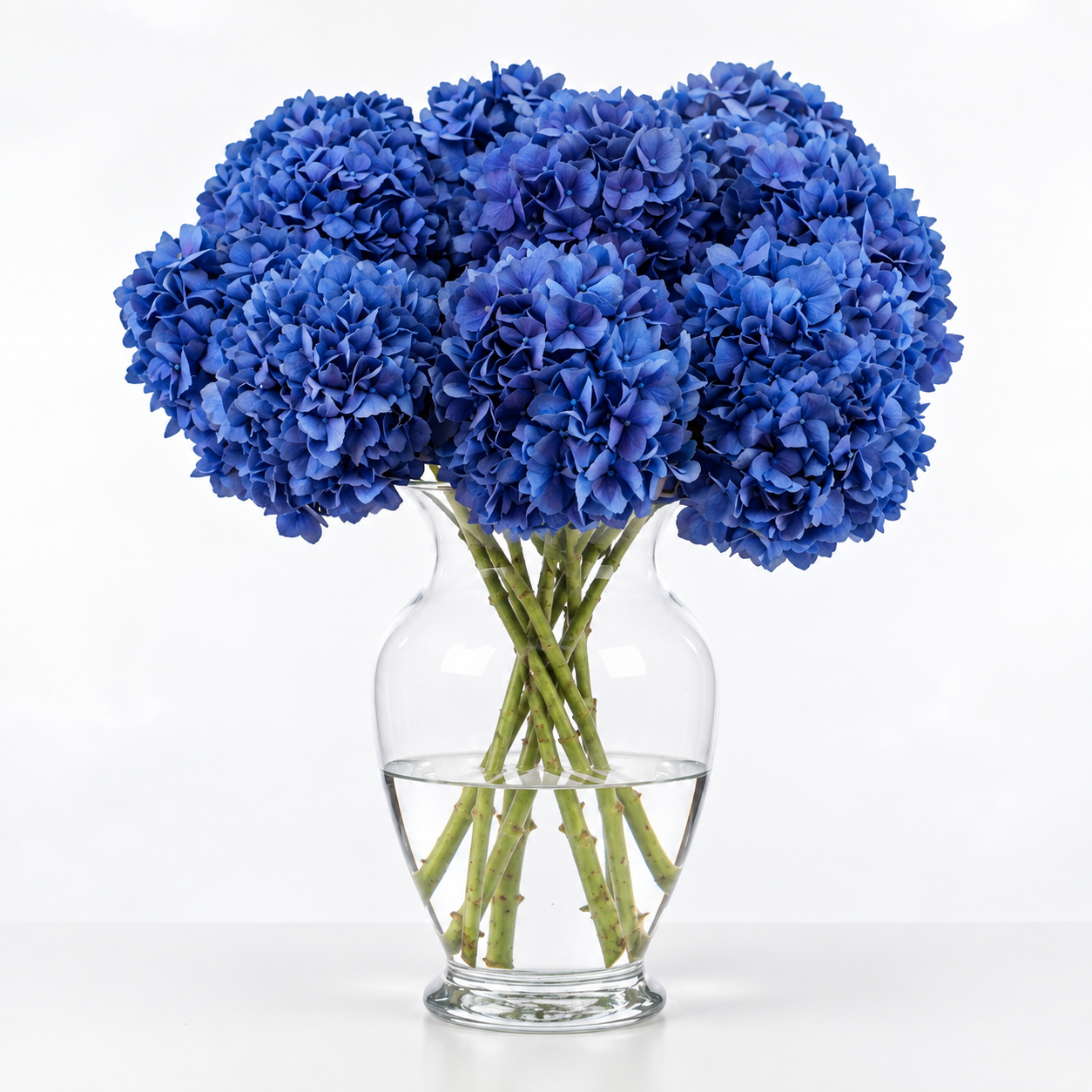 Sapphire Blue Hydrangea