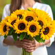 British sunflower harvest – freshly cut sunflowers from local English farm