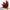 Hand holding a bunch of deep red stock flowers – rustic British-grown bouquet