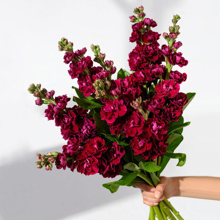Hand holding a bunch of deep red stock flowers – rustic British-grown bouquet