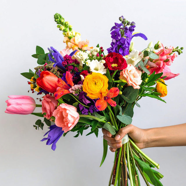Bright Colourful british seasonal flower bouquet of tulips, ranunculus, snapdragons, iris and delphiniums