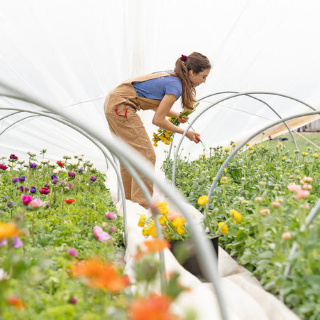 British grown flowers delivered from UK flower farms