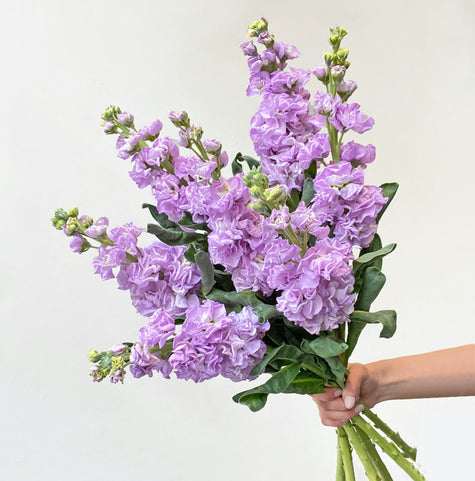 Lavender Purple Scented Stock 'Matthiola' British Grown Flowers