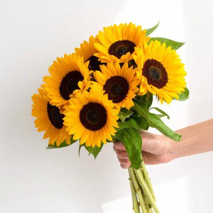 Hand holding a bouquet of British-grown sunflowers – fresh summer flowers