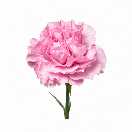 The Carnation Posy