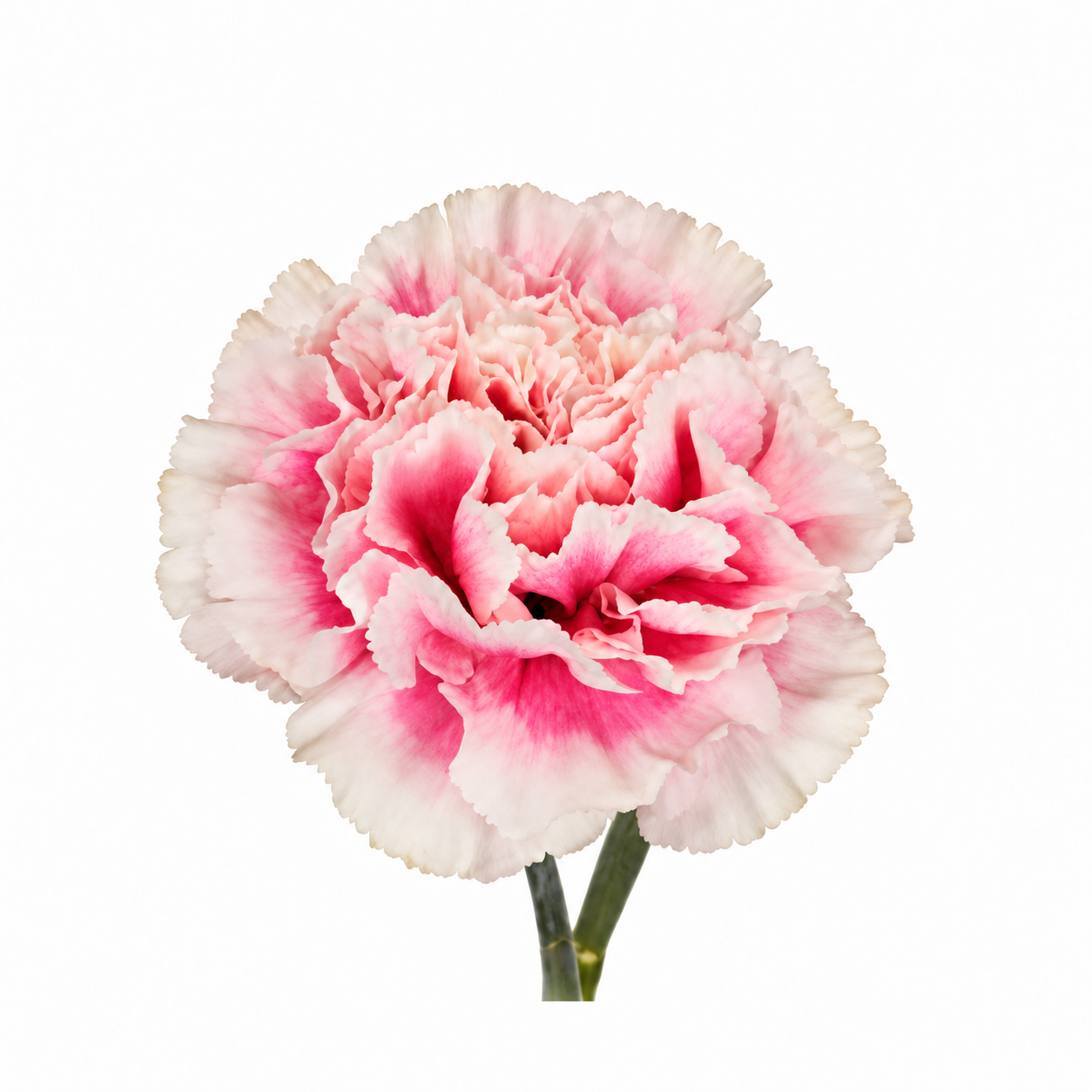 The Carnation Posy