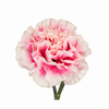 The Carnation Posy
