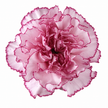 The Carnation Posy