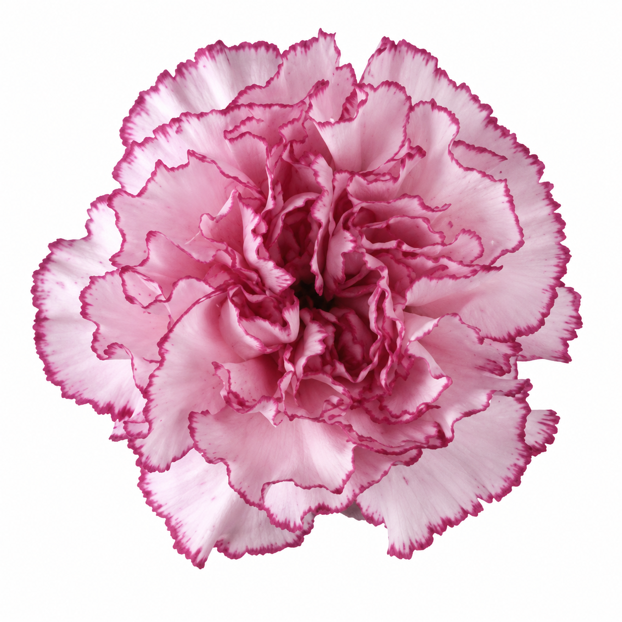 The Carnation Posy