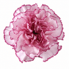 The Carnation Posy