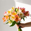 Colourful alstroemeria bouquet with free next day flower delivery in the UK