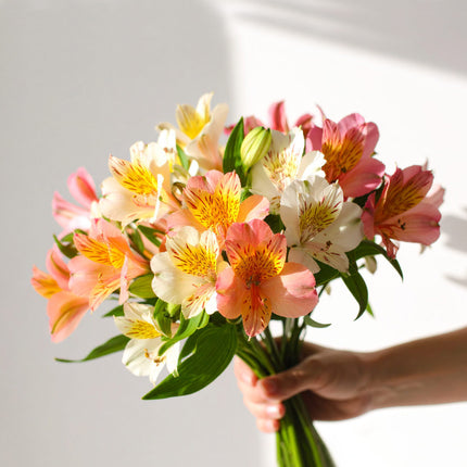 Colourful alstroemeria bouquet with free next day flower delivery in the UK