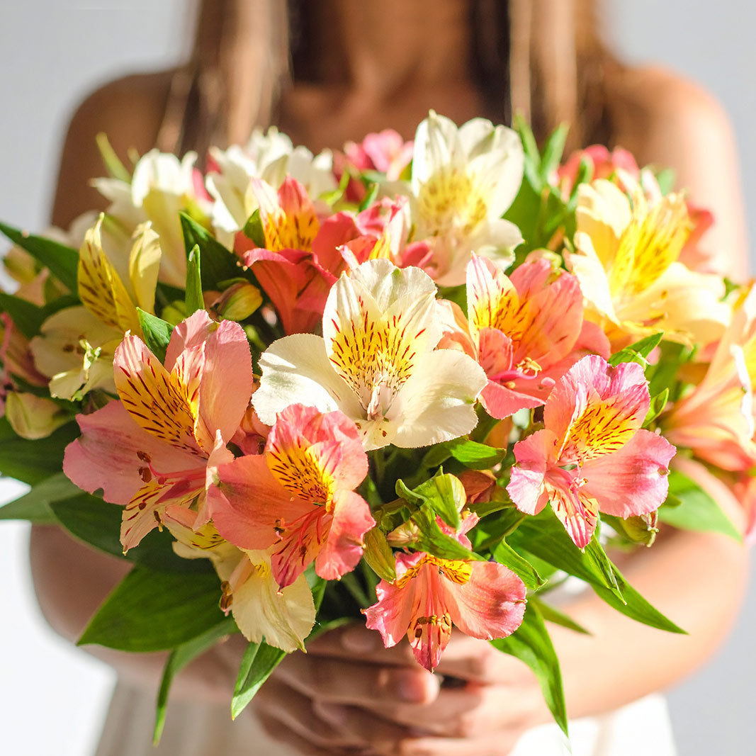 Long-lasting alstroemerias arranged in a hand-tied bouquet – order online