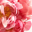 Coral Peonies with Free Next Day Delivery - LOV Flowers