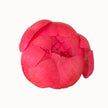 Coral British Peonies Free Next Day Delivery