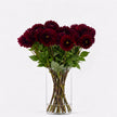 Dahlia ‘Red Runner’ – Burgundy Red