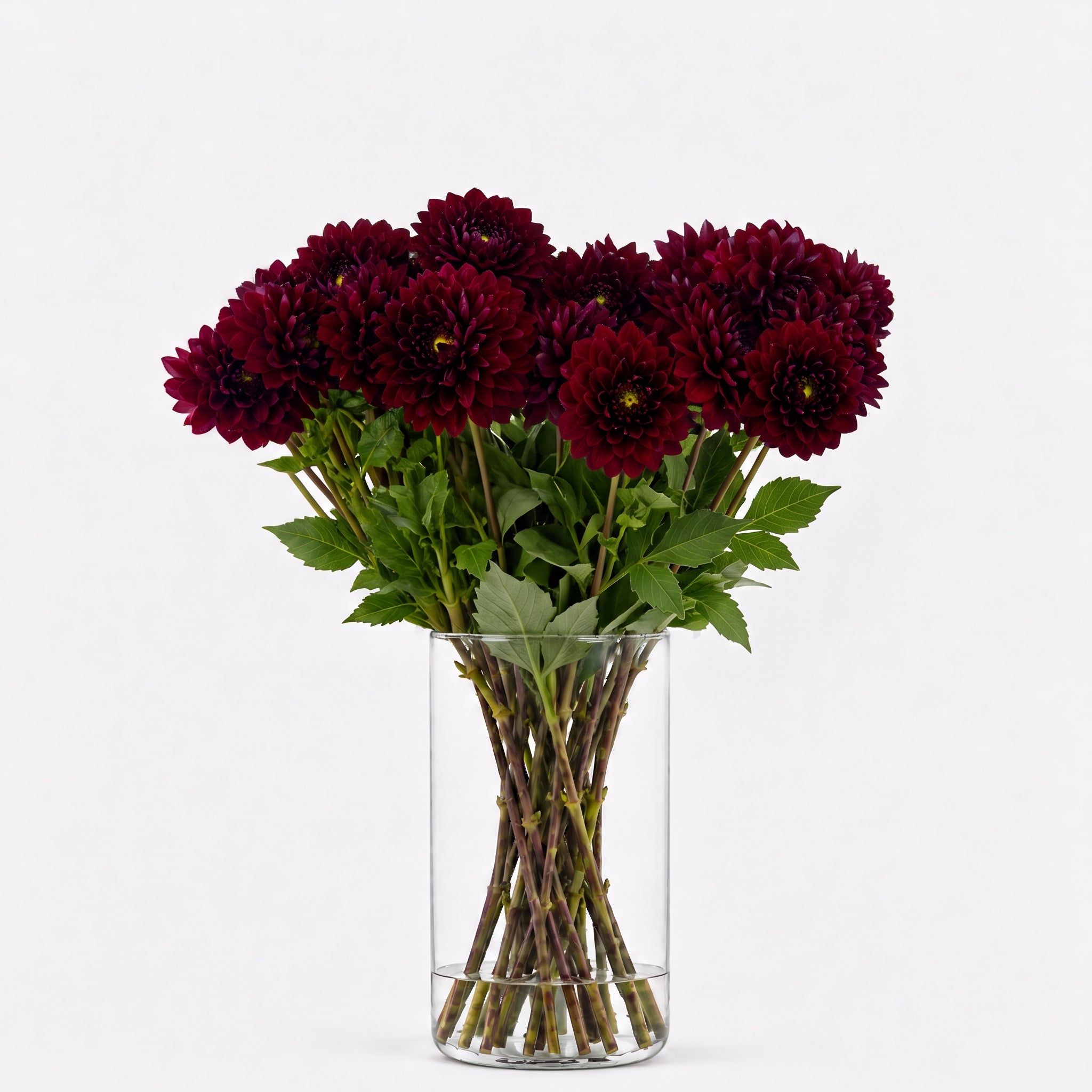 Dahlia ‘Red Runner’ – Burgundy Red