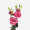 Dark Pink Lisianthus Eustoma Flower - LOV Flowers
