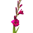 British Gladioli Grower Box – 100 Stems