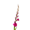 Dark Pink Gladioli – British Grown | 75cm