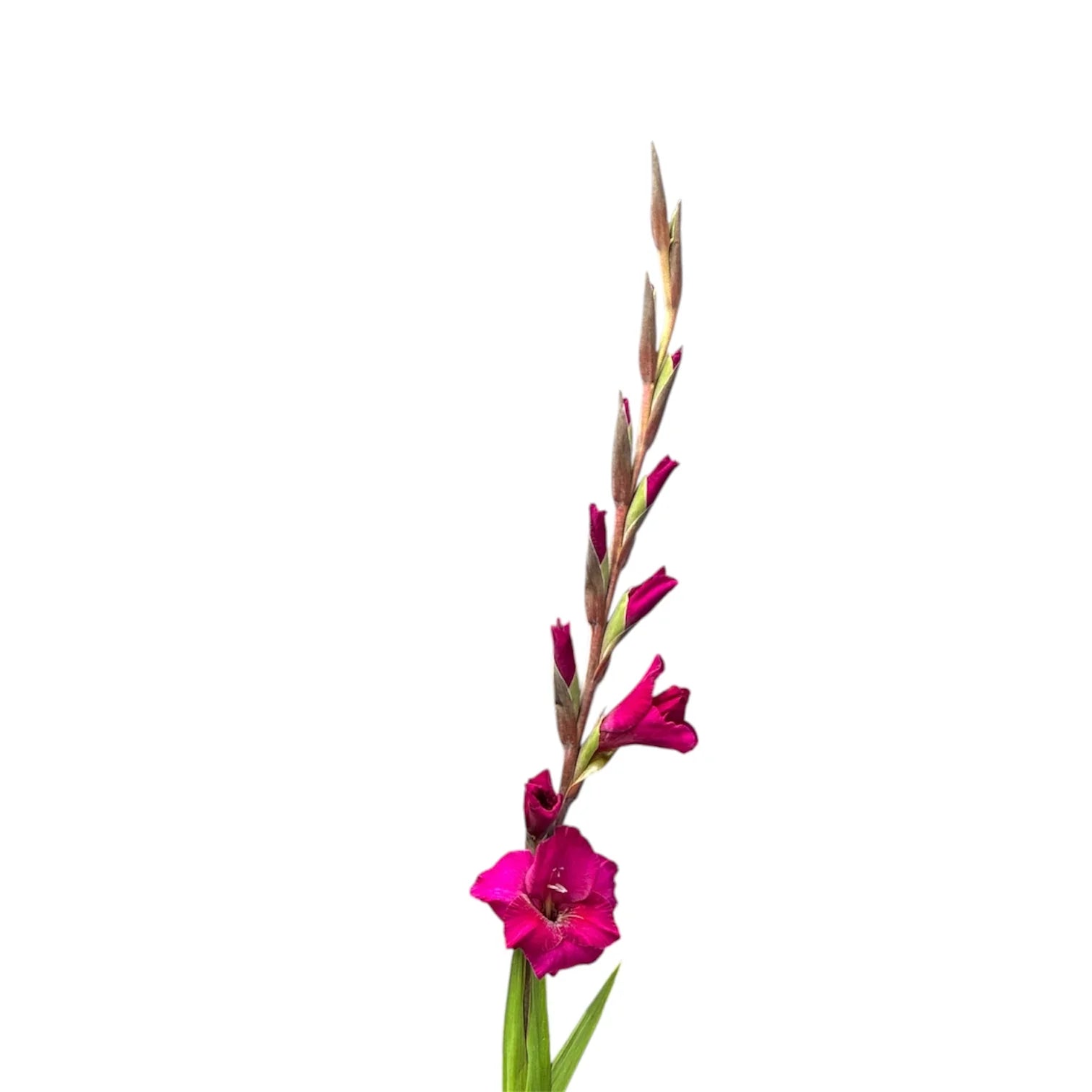 Dark Pink Gladioli – British Grown | 75cm