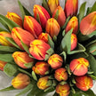 Red Yellow Bicolour Denmark Tulips British Grown Flowers