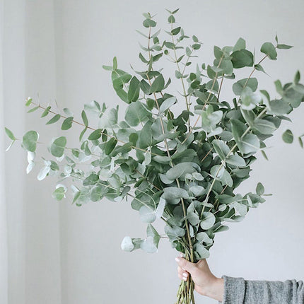 Fresh Eucalyptus Cinerea Stems