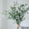 Fresh Eucalyptus Cinerea Stems