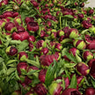 British-Grown Red Peonies with Free Delivery
