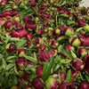 British-Grown Red Peonies with Free Delivery