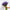 Hand holding a bunch of fresh British lavender – fragrant seasonal flowers