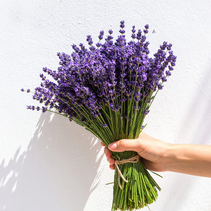 Hand holding a bunch of fresh British lavender – fragrant seasonal flowers