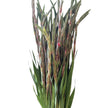 Dark Pink Gladioli – British Grown | 75cm