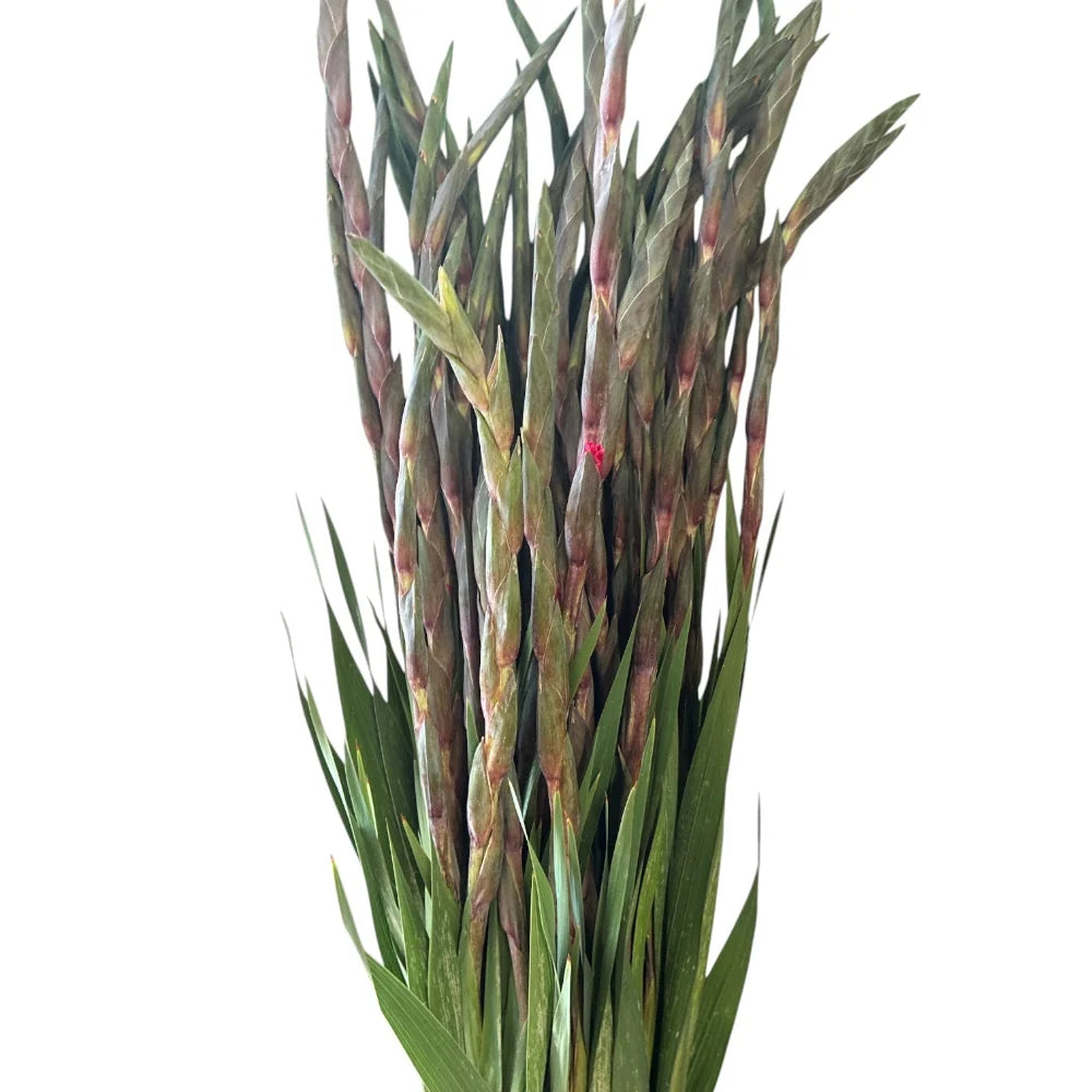 Dark Pink Gladioli – British Grown | 75cm