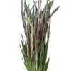 Dark Pink Gladioli – British Grown | 75cm