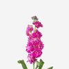 Hot Pink Cerise Stocks Flower - LOV Flowers