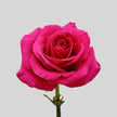 Hot Pink Rose Delivery UK Next Day