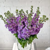 Purple Lilac Lavender Matthiola Stock Flowers