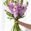 British Lavender Stocks Scented Flowers