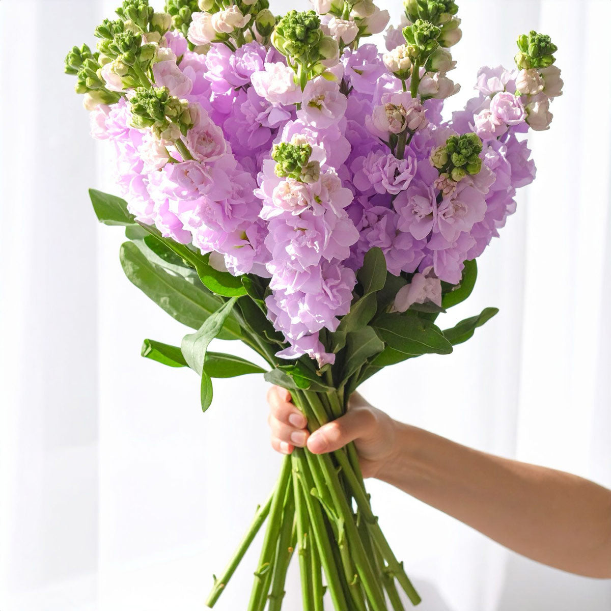 British Lavender Stocks Scented Flowers