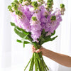 British Lavender Stocks Scented Flowers