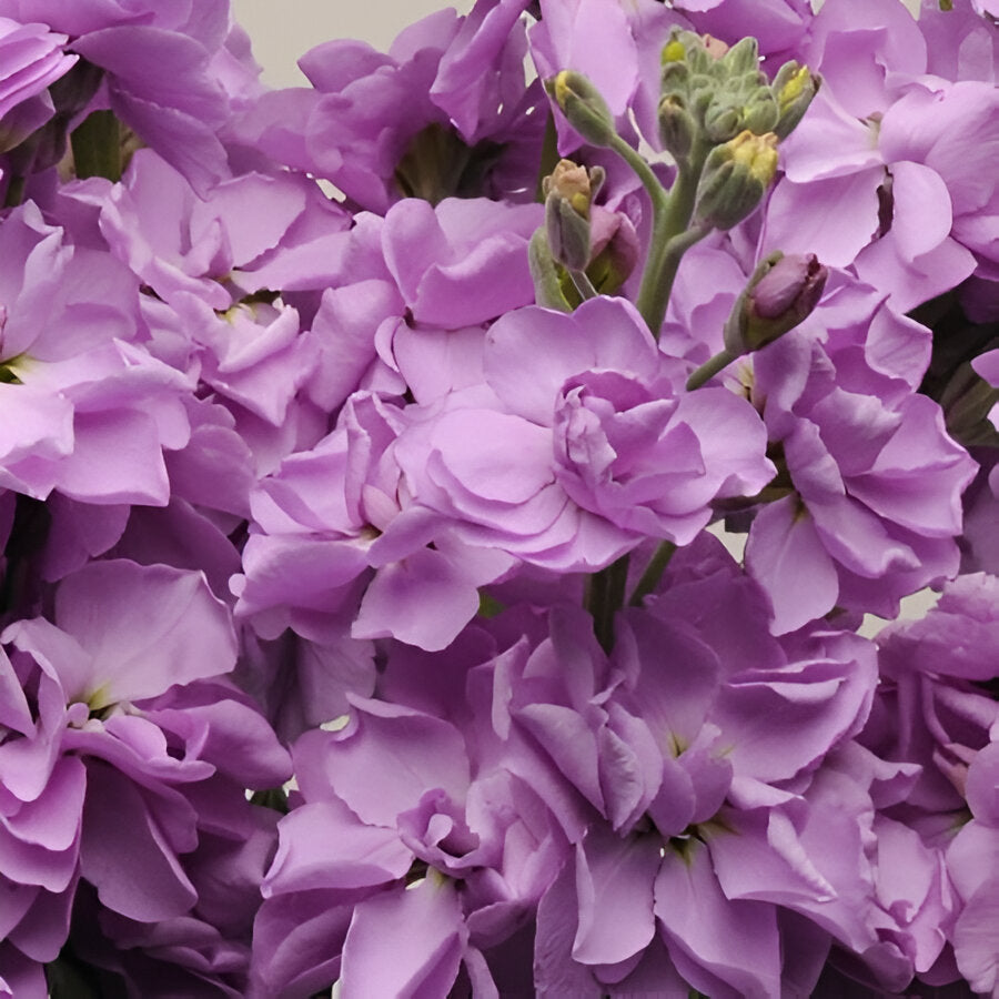 Pastel Purple Lavender Lilac Stock Matthiola Flowers