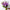 Lavender scented stock flowers – soft pastel bouquet, British-grown