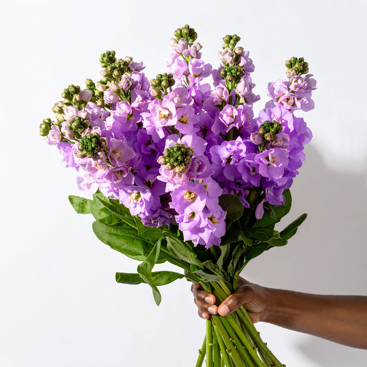 Lavender scented stock flowers – soft pastel bouquet, British-grown