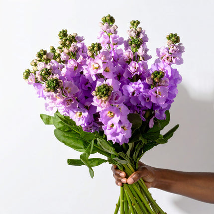 Lavender scented stock flowers – soft pastel bouquet, British-grown