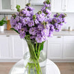Scented Lavender Stocks Flowers