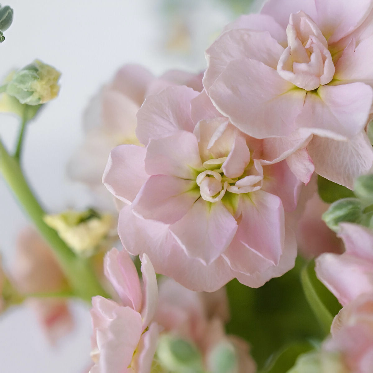 Light Pink Stock | Pink Matthiola Bouquet – LÖV Flowers