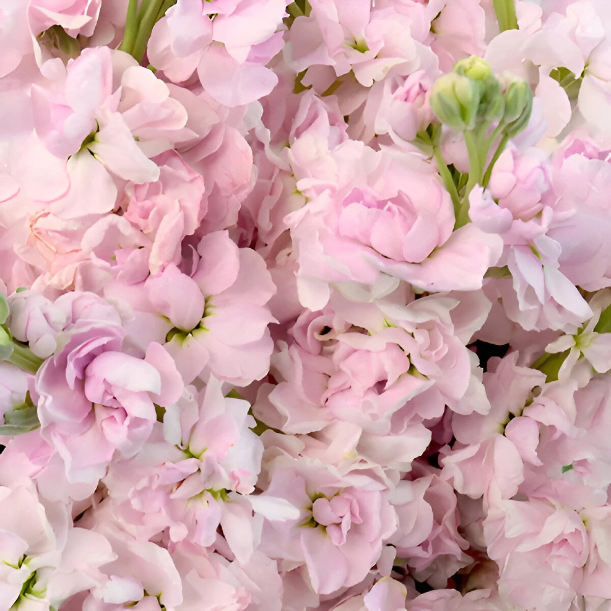 Light Pink Stock | Pink Matthiola Bouquet – LÖV Flowers
