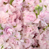 Light Pink Matthiola Scented Stock Flowers with Free Next Day Delivery UK