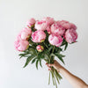 Light Pink British Peonies Peony Free Next Day Delivery UK